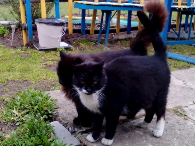 Котовторник 27.06.2017