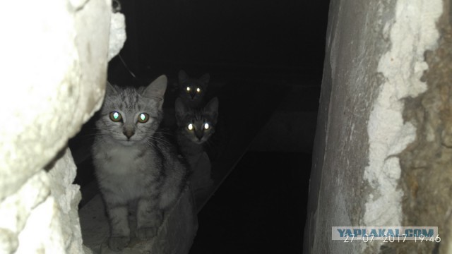 Котовторник 1.08.17