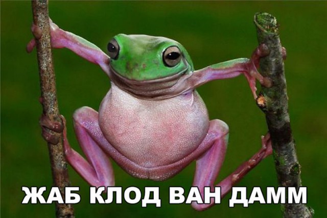 Подборка забавных животных