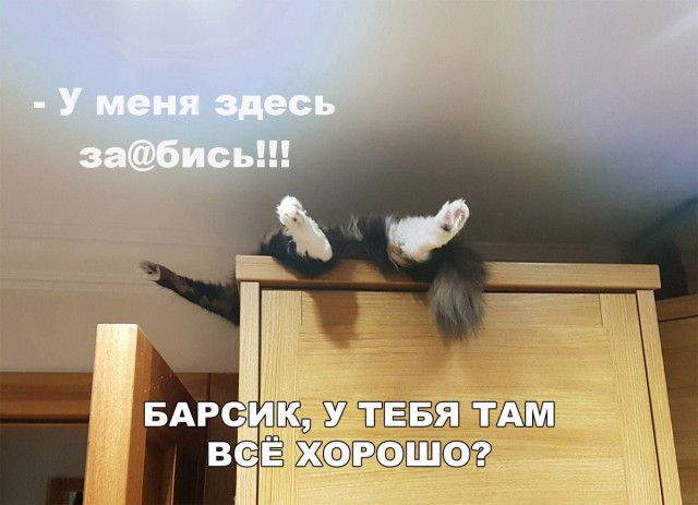 100 картинок для поднятия настроения!