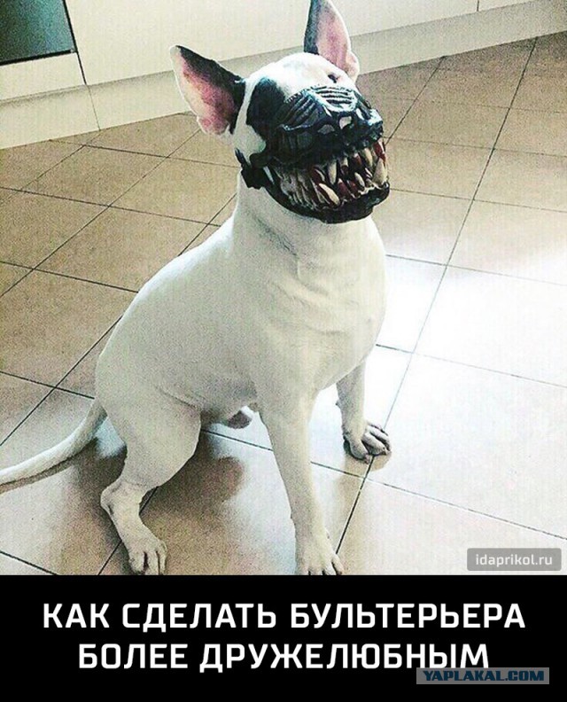 Моя порося. Просто так