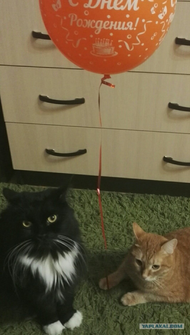 Котовторник  05.12.2017