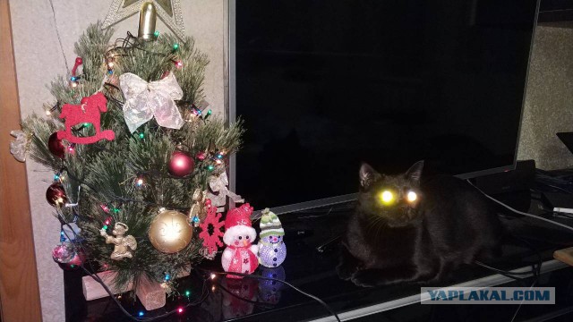 Ну, понеслась! Поздравления с Новым Годом по всей географии ЯПлакалъ!