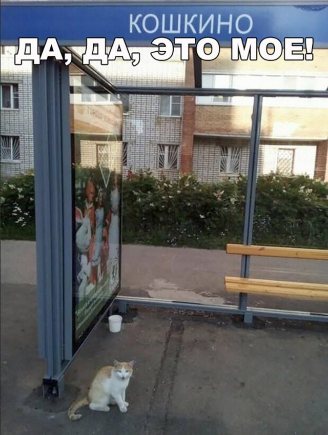 Прикольных котов пост