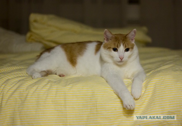 Котовторник 20.02.18