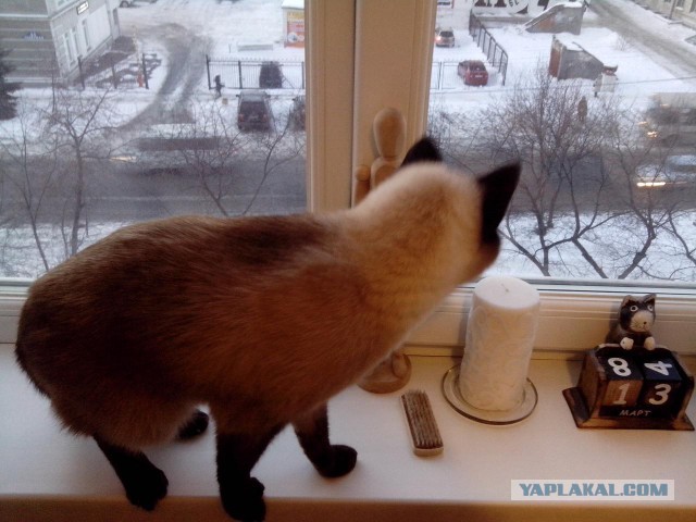 Котовторник 13.03.2018