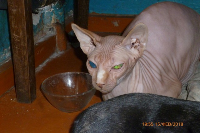 Котовторник 13.03.2018