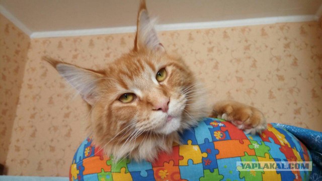 Котовторник 13.03.2018