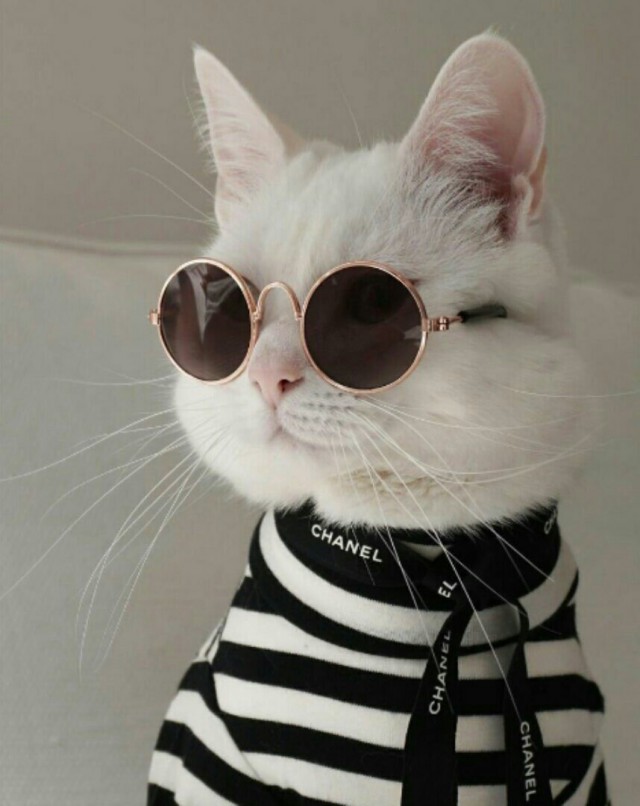 Прикольных котов пост