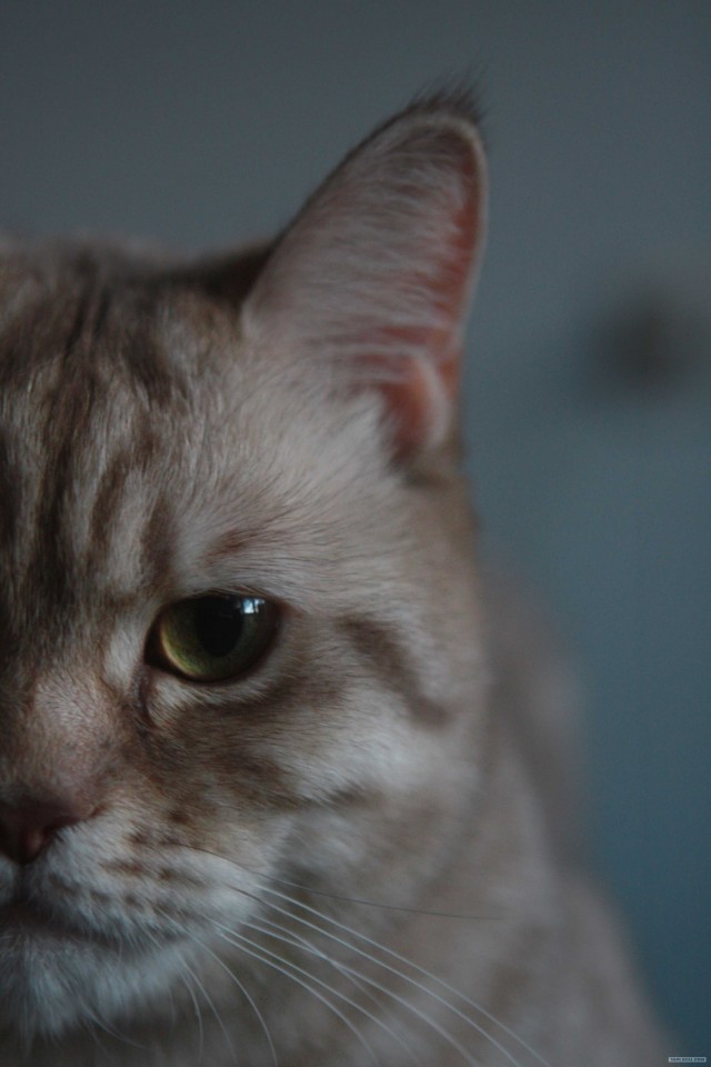 Котовторник (24.03)