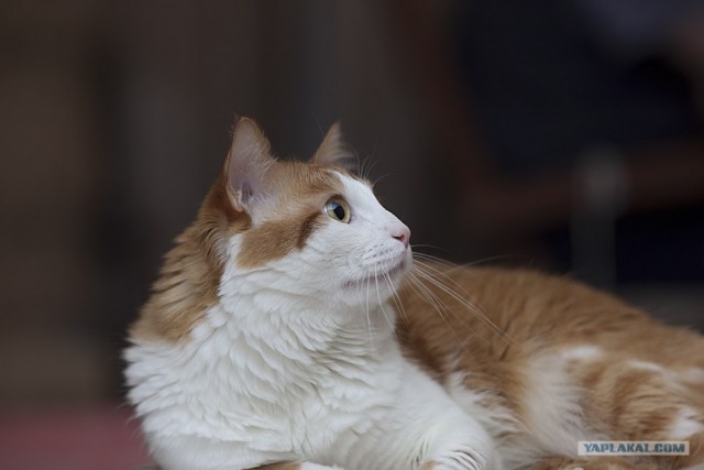 Котовторник на ЯПе (21.04.2009)