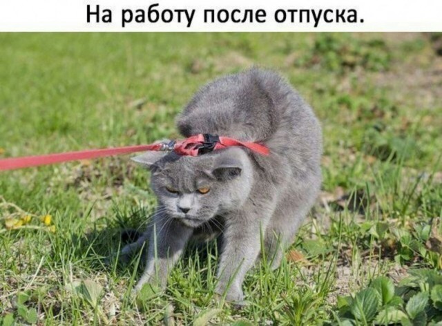 Не очень адекватный юмор