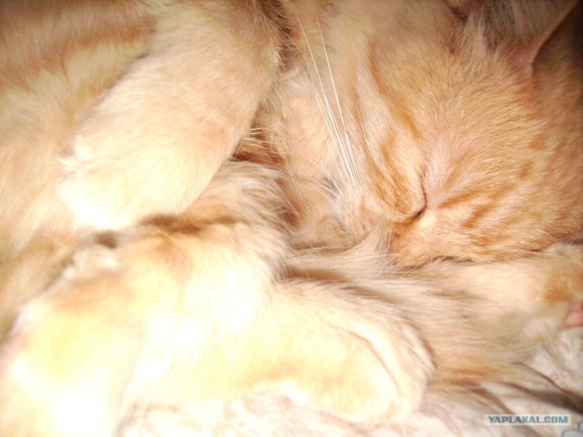 Котовторник?