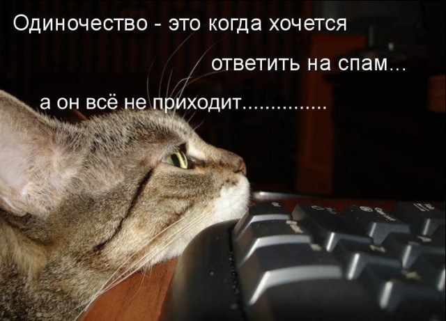 Котовторник 15.02.2011