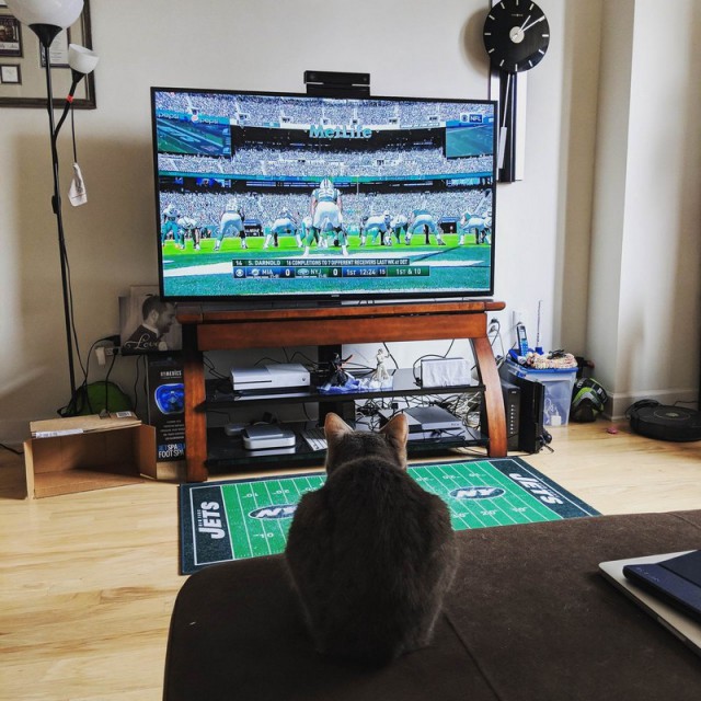 Прикольных котов пост