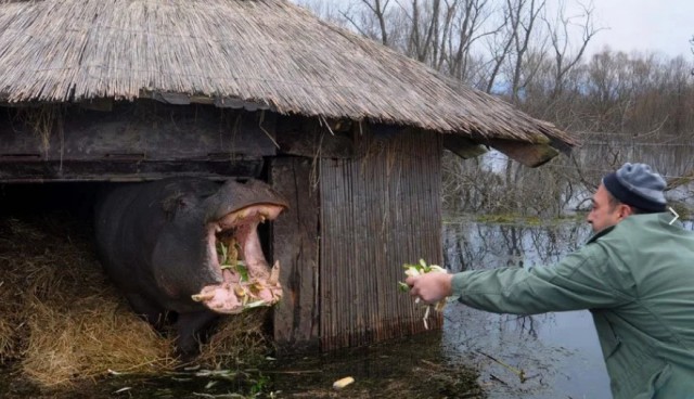 Милые животные. Мимиметр сломался