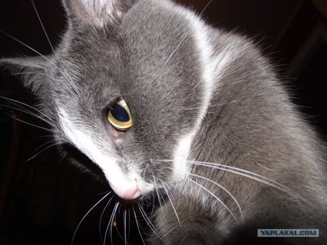 Котовторник! 08.11.11