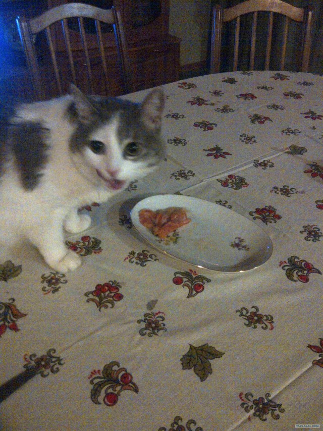 Котовторник (10.01.2012)