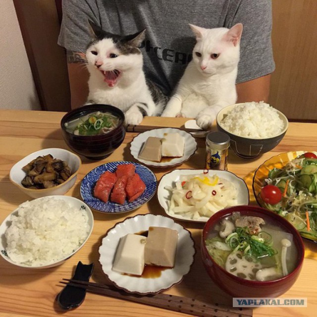 Правильный кошак