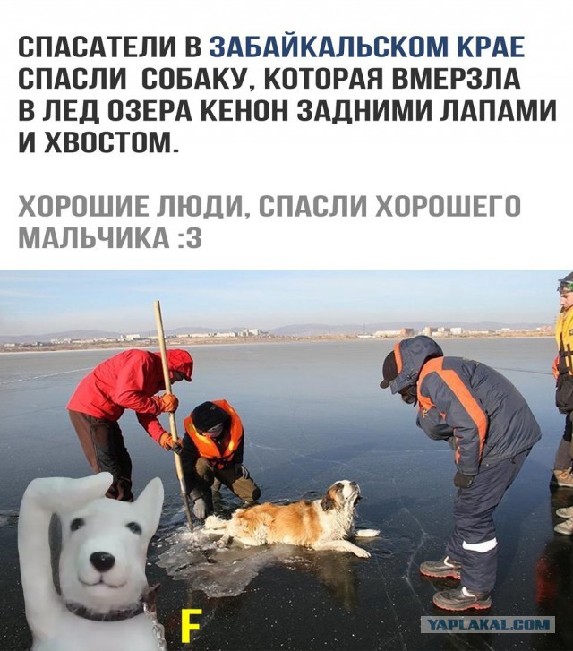 Трогательные истории в фотографиях