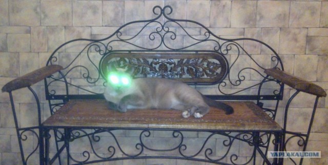 Девочка и ее кот