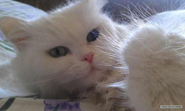 Котовторник 22.05.2012