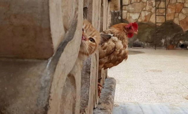 Забавные фото котеек