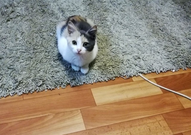 Забавные фото котеек