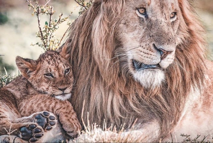 Кошки