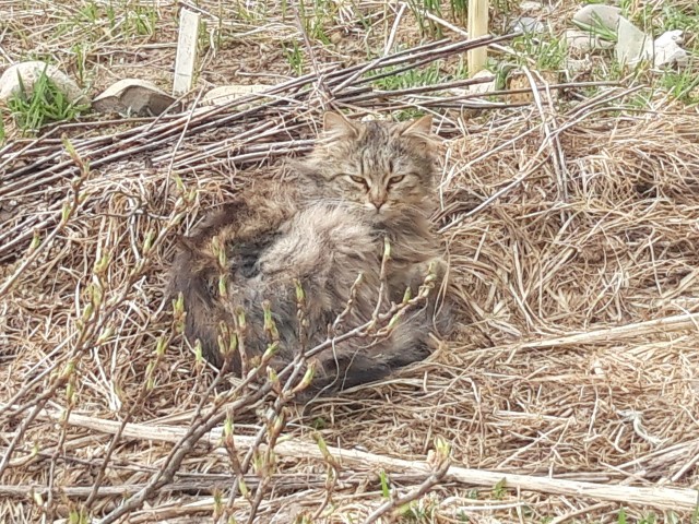 Ударим котовторником по корановирсу