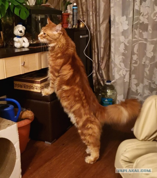 Котовторник 14.07.2020