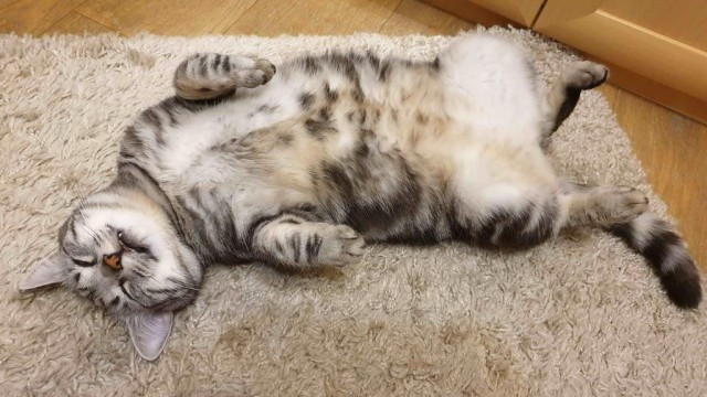 Коты, которые спят где попало и как попало