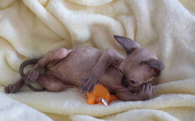 Моя красотка