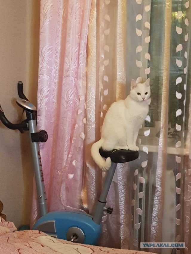 Житие одного кота. В фотографиях. Вторник же...