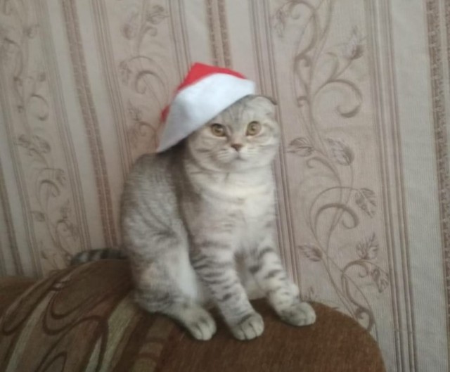 Котовторнику посвящается