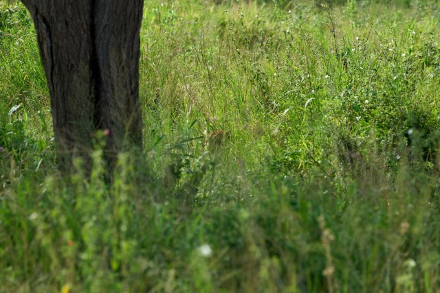 Сафари по северным паркам Танзании в феврале