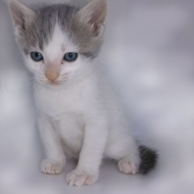 Котовторник же!