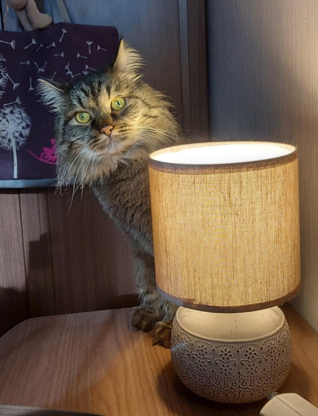 Мой самый первый КОТовторник!