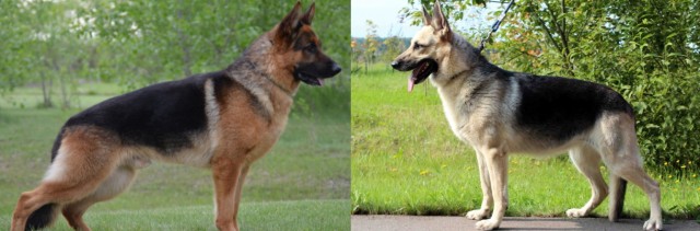 Породы собак, которые так похожи друг на друга