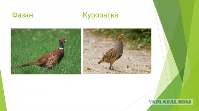 Фазаны