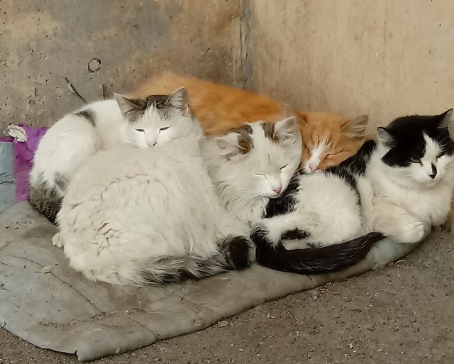 Котовторник
