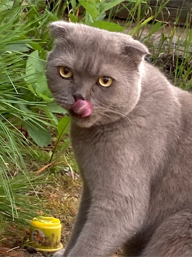 Ура! Котовторник.