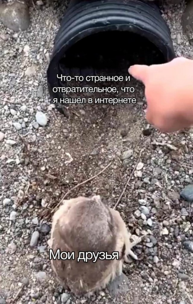 Картинки и мемы для настроения. Выходные скоро