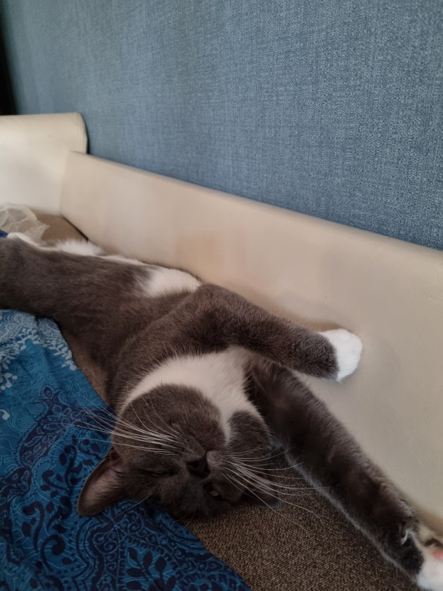 Кот во вторник