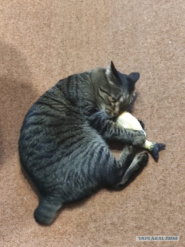 Котовторник 18.10.22