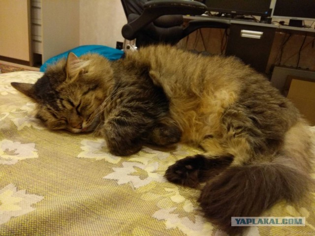 А как вы спите с котиком?