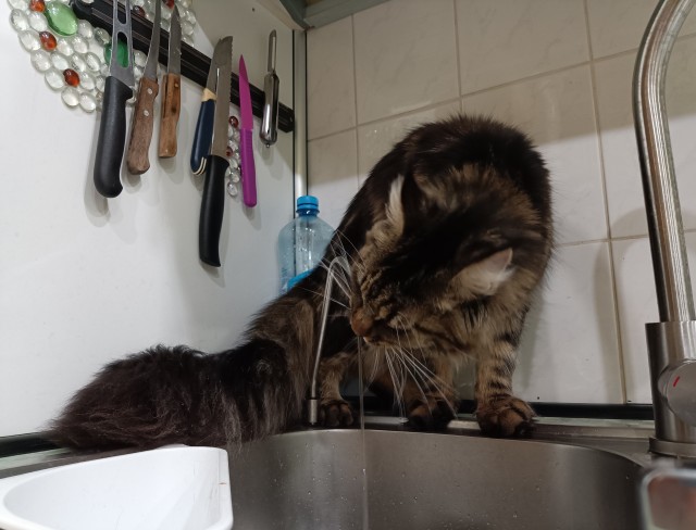Кот любит воду