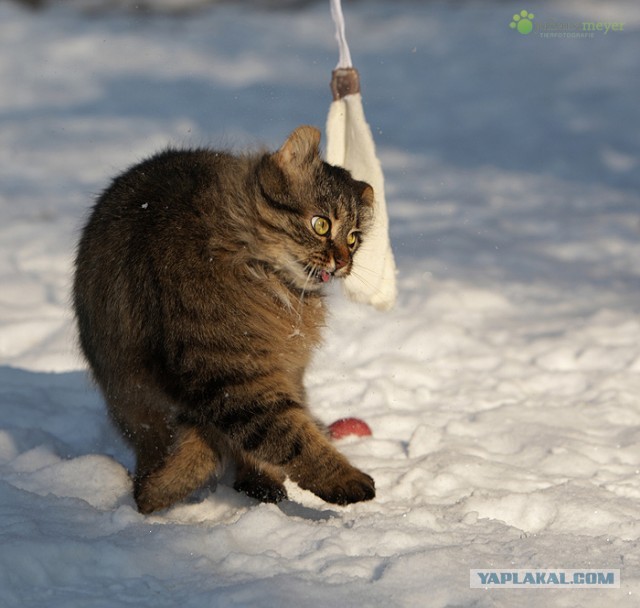 Котовторник  19.03.2013