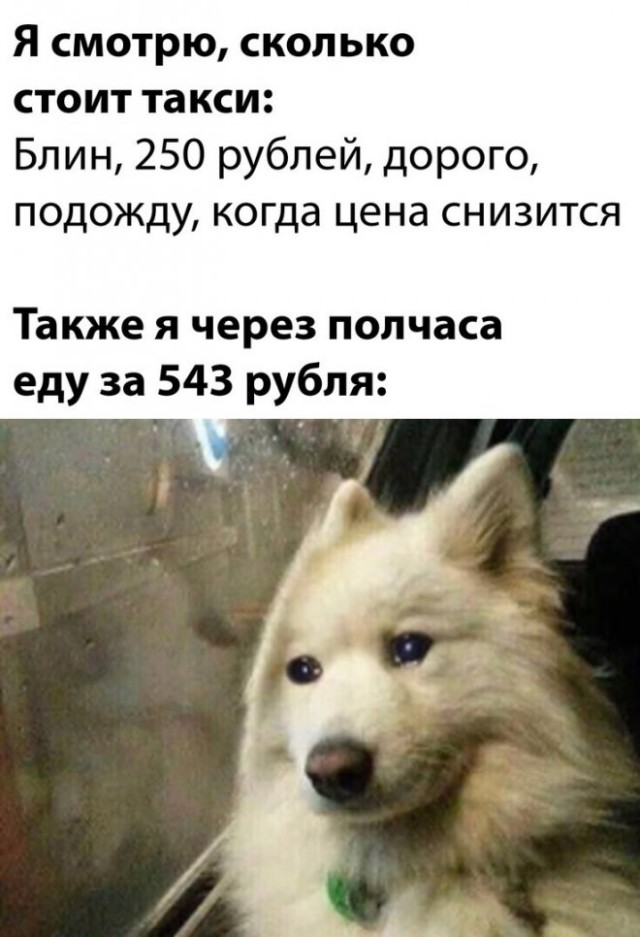 Весёлый полтишок 26.12.2022