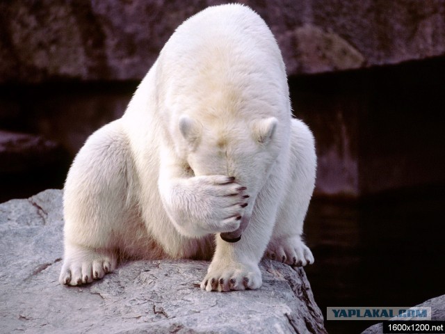 Здравствуй, мой плюшевый мишка!